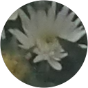 Rosemary Ward profile picture